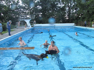 Zwemmen in hondenzwembad De Rijd